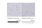 Immunohistochemistry analysis in human cerebral cortex and skeletal muscle tissues using HPA074530 antibody. Corresponding NEUROD6 RNA-seq data are presented for the same tissues.