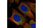Immunofluorescent staining of human cell line U-2 OS shows localization to vesicles.