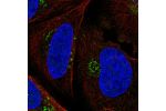 Immunofluorescent staining of human cell line U-2 OS shows localization to the Golgi apparatus.