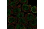 Immunofluorescent staining of human cell line HEL shows localization to nucleoplasm & plasma membrane.