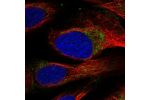 Immunofluorescent staining of human cell line U-2 OS shows localization to mitochondria.