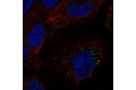 Immunofluorescent staining of human cell line U-251 MG shows localization to vesicles.
