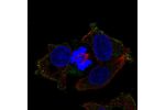 Immunofluorescent staining of human cell line Hep G2 shows localization to plasma membrane.