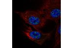 Immunofluorescent staining of human cell line HUVEC TERT2 shows localization to nuclear speckles & cytosol.