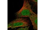 Immunofluorescent staining of human cell line U-2 OS shows localization to nucleoplasm & cytosol.