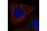 Immunofluorescent staining of human cell line U-2 OS shows localization to vesicles.