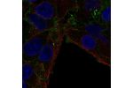Immunofluorescent staining of human cell line Hep G2 shows localization to plasma membrane.