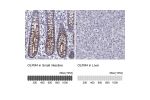 Immunohistochemistry analysis in human small intestine and liver tissues using Anti-OLFM4 antibody. Corresponding OLFM4 RNA-seq data are presented for the same tissues.