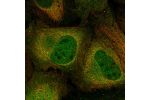 Immunofluorescent staining of human cell line U-2 OS shows localization to nucleoplasm, cytosol & vesicles.