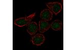 Immunofluorescent staining of human cell line HEL shows localization to nucleus.