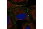 Immunofluorescent staining of human cell line U-2 OS shows localization to cell junctions.