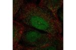 Immunofluorescent staining of human cell line U-2 OS shows localization to nucleus & vesicles.