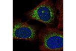 Immunofluorescent staining of human cell line U-2 OS shows localization to endoplasmic reticulum.