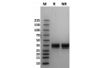 Human Fc gamma RIIb / CD32b protein on Coomassie Blue stained SDS-PAGE under non-reducing (NR) and reducing (R) conditions. The purity of the protein is greater than 95%.