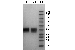 Marmoset Fc gamma RIIIa / CD16a on Coomassie Blue stained SDS-PAGE under non-reducing (NR) and reducing (R) conditions. The purity of the protein is greater than 95%.