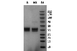 Marmoset Fc gamma RIIa / CD32a on Coomassie Blue stained SDS-PAGE under non-reducing (NR) and reducing (R) conditions. The purity of the protein is greater than 95%.
