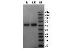 Marmoset Fc gamma RI / CD64 on Coomassie Blue stained SDS-PAGE under non-reducing (NR) and reducing (R) conditions. The purity of the protein is greater than 95%.