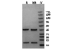 Marmoset FcRn on Coomassie Blue stained SDS-PAGE under non-reducing (NR) and reducing (R) conditions. The upper band is the FCGRT 'heavy' chain and the lower band is the B2M 'light' chain. The purity of the protein is greater than 95%.
