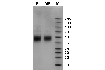 Mouse Fc gamma RIIIa / CD16a on Coomassie Blue stained SDS-PAGE under non-reducing (NR) and reducing (R) conditions. The purity of the protein is greater than 95%.