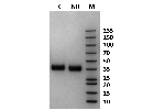 Pig Fc gamma RIIIa / CD16a on Coomassie Blue stained SDS-PAGE under non-reducing (NR) and reducing (R) conditions. The purity of the protein is greater than 95%.