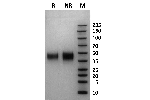 Pig Fc gamma RIIb / CD32b on Coomassie Blue stained SDS-PAGE under non-reducing (NR) and reducing (R) conditions. The purity of the protein is greater than 95%.