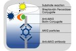 AAV2 Titration ELISA 2.0R