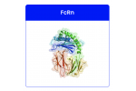 Human Fc receptor panel