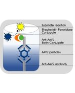 AAV2 Titration ELISA 2.0R