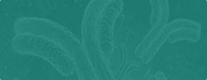 Monoclonal Antibodies vs Polyclonal Antibodies