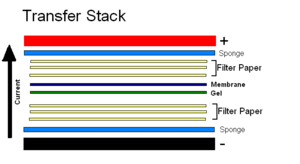 Western Blot Transfer Stack