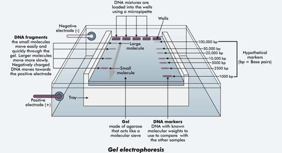 Western Blot Electrophoresis Tank