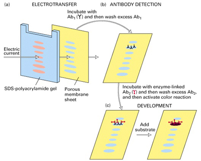 All the steps in a western blot protocol